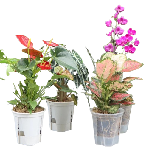 jardinieres blanches plastique | Valyn