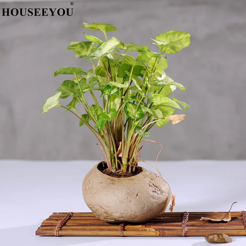 Mini Jardin Zen Galets | Calvénis