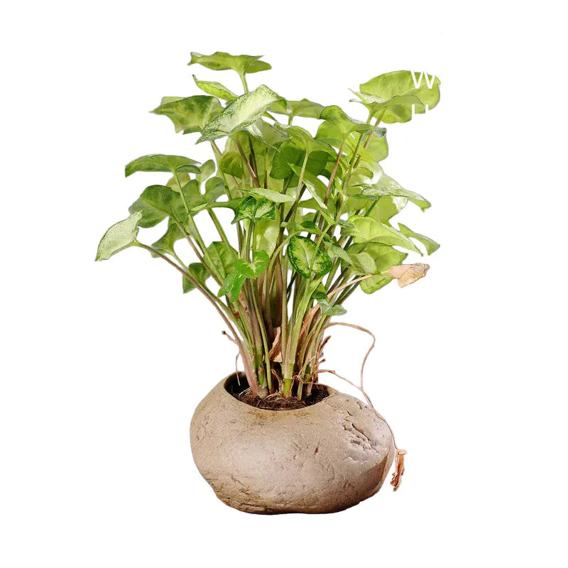 mini jardin zen galets | Calvénis