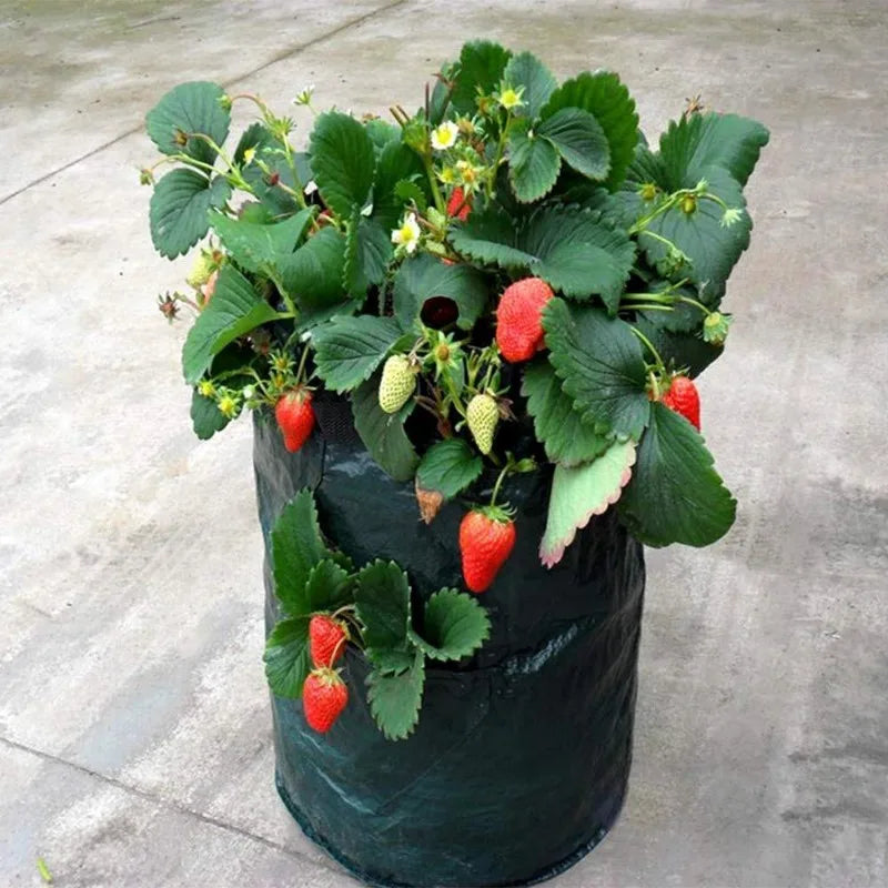 Jardinière fraisier | Loryal