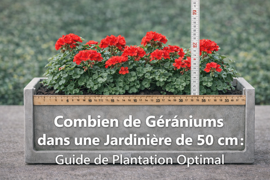 Combien de Géraniums dans une Jardinière de 50 cm : Guide de Plantation Optimal