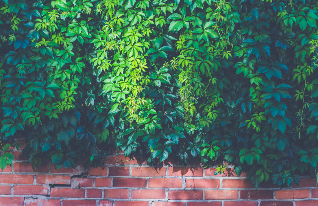 Comment Créer un Mur Végétal Extérieur : Guide Complet Installation Réussie