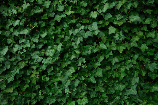 Comment Accrocher un Mur Végétal Artificiel : Guide Complet d'Installation