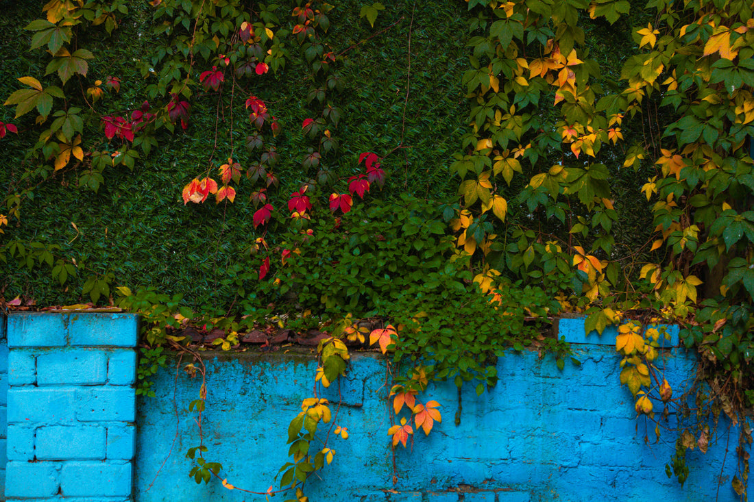 Comment Fabriquer un Mur Végétal Intérieur : Guide Complet DIY Étape par Étape