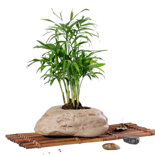 mini jardin zen galets | Calvénis
