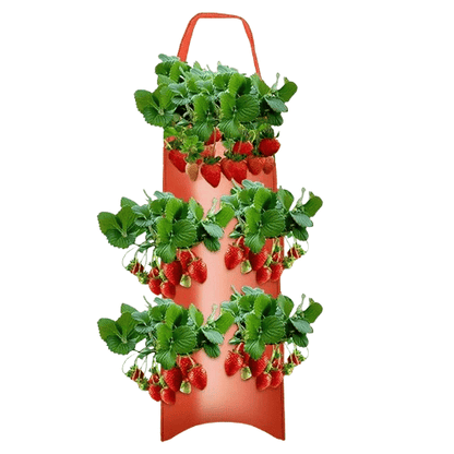 fraisiers en jardiniere | Velora