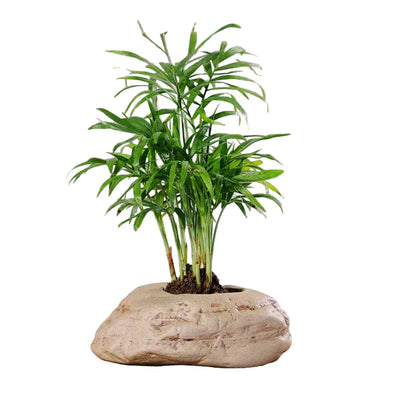 mini jardin zen galets | Calvénis