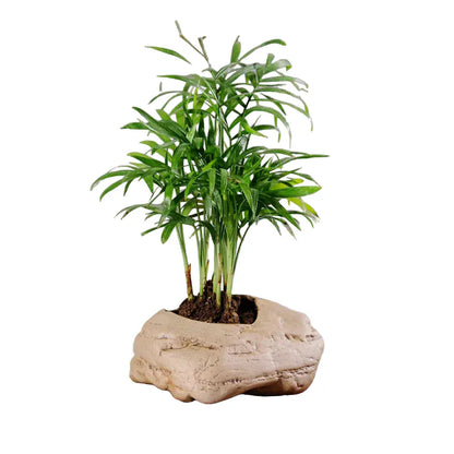 mini jardin zen galets | Calvénis