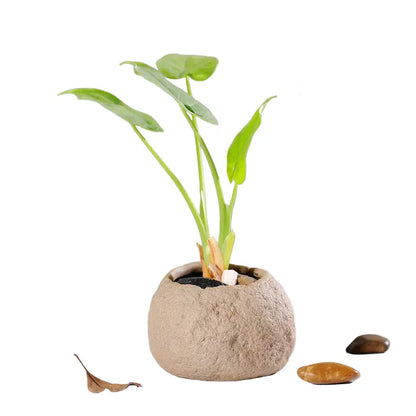 mini jardin zen galets | Calvénis