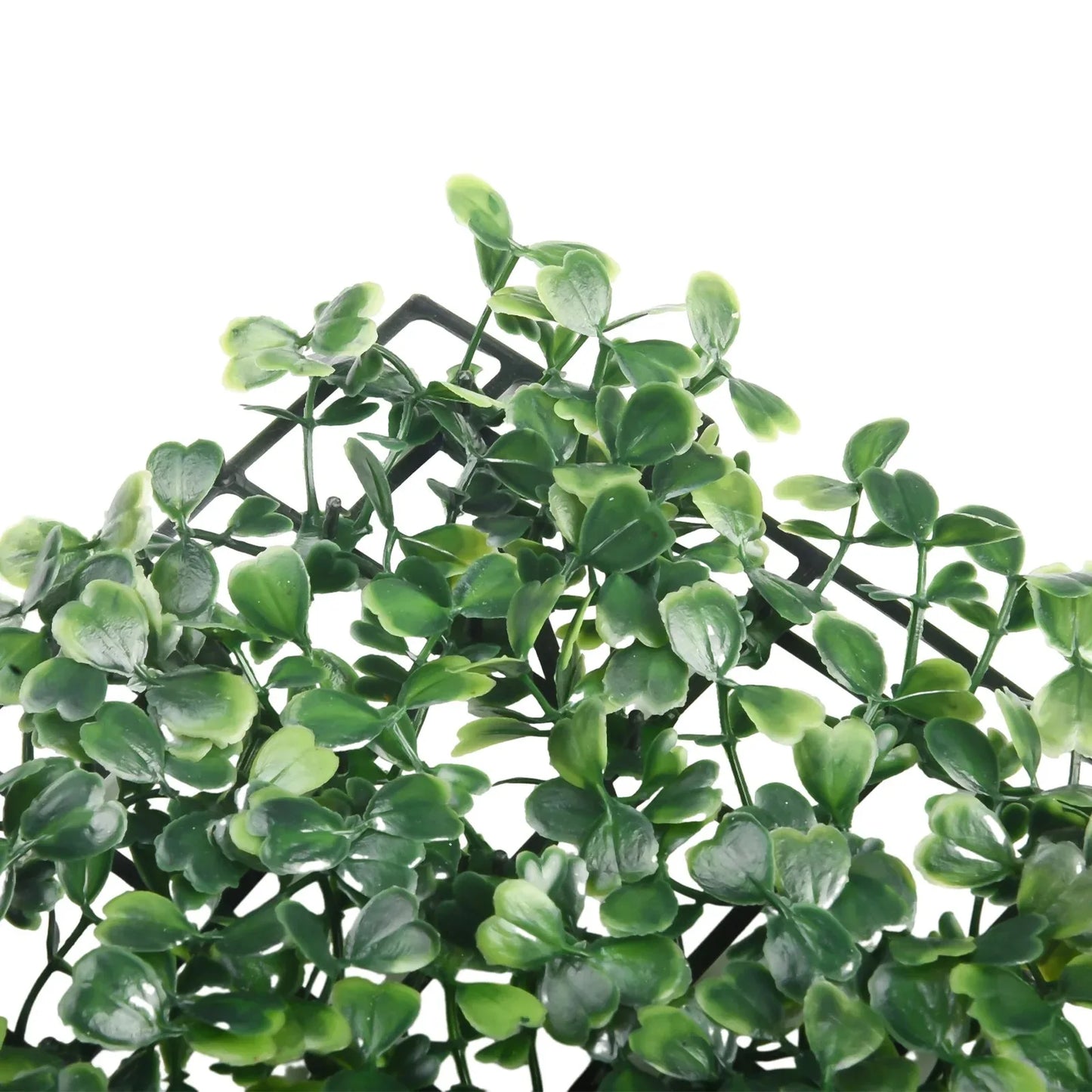 Mur végétal intérieur | Alvorya