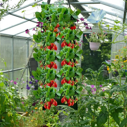 fraisiers en jardiniere polyvalente | Velora