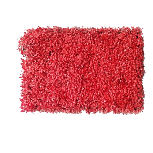 murs végétaux extérieurs | Thaloria